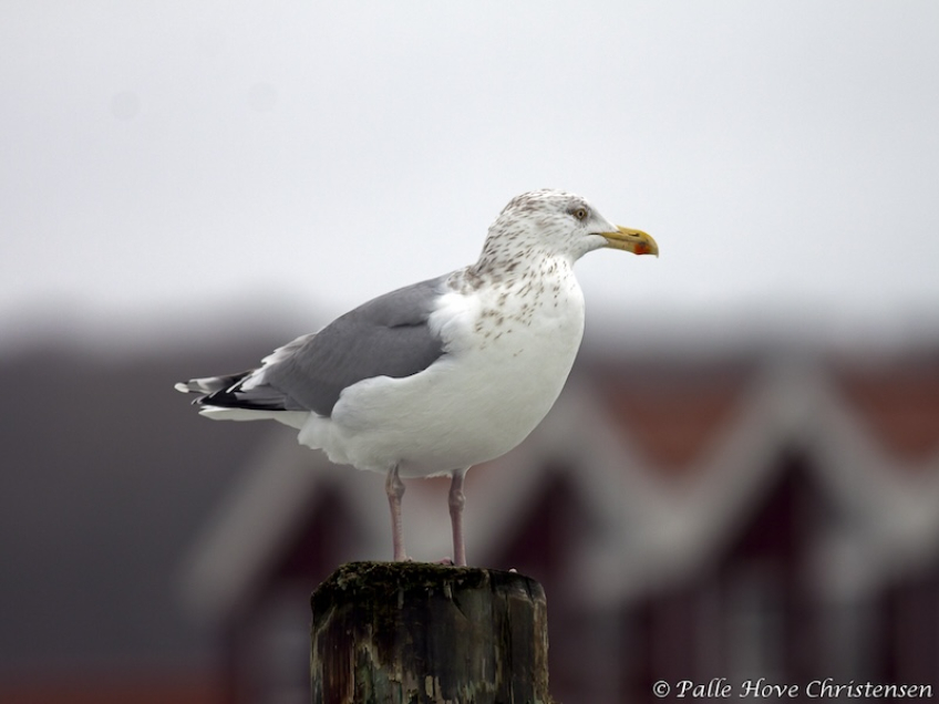 Sølvmåge, Nibe, Januar 2011