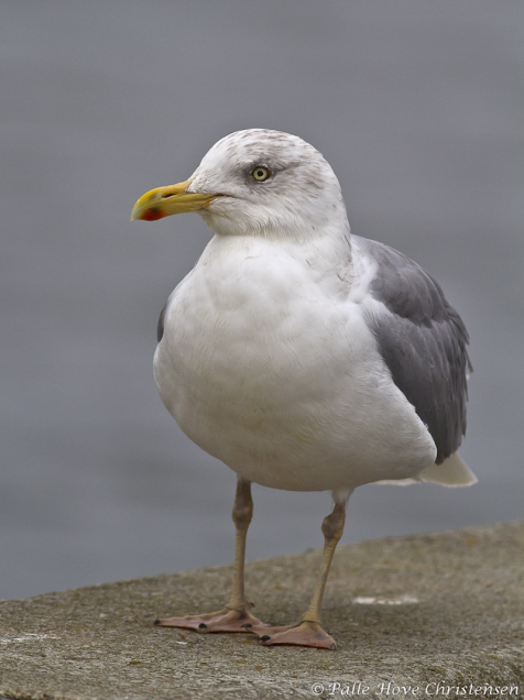 Sølvmåge, Egense Færgeleje, Oktober 2011