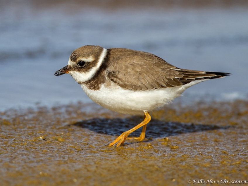 Stor Præstekrave, Rødhus, September 2012