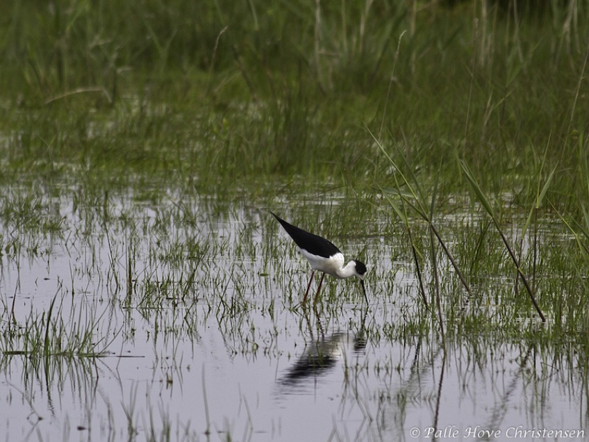 Stylteløber, Hegnsvej, Lille Vildmose, Maj 2012