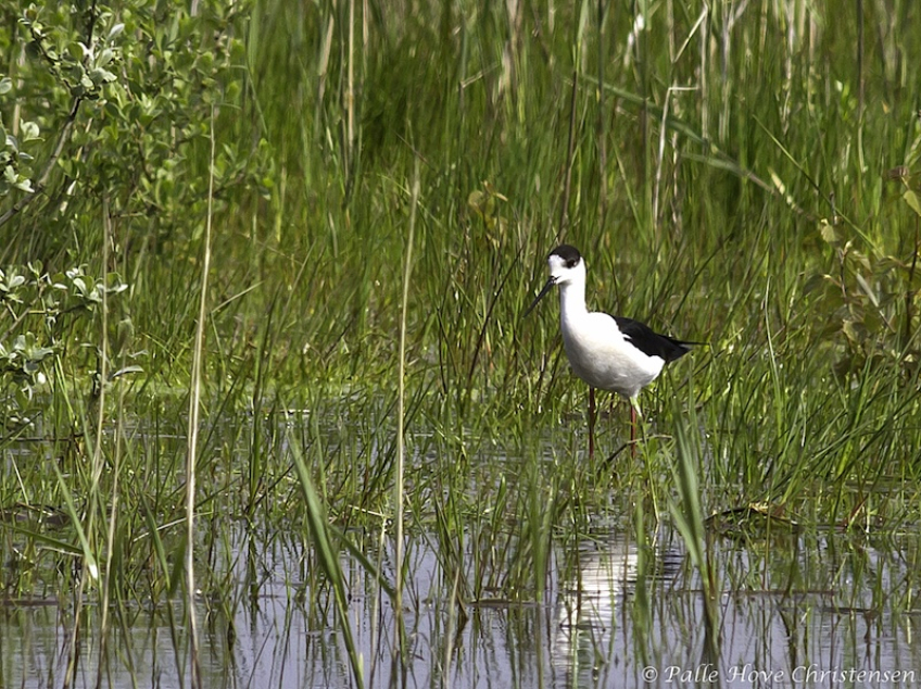 Stylteløber, Hegnsvej, Lille Vildmose, Maj 2012