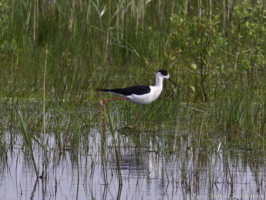 Stylteløber, Hegnsvej, Lille Vildmose, Maj 2012