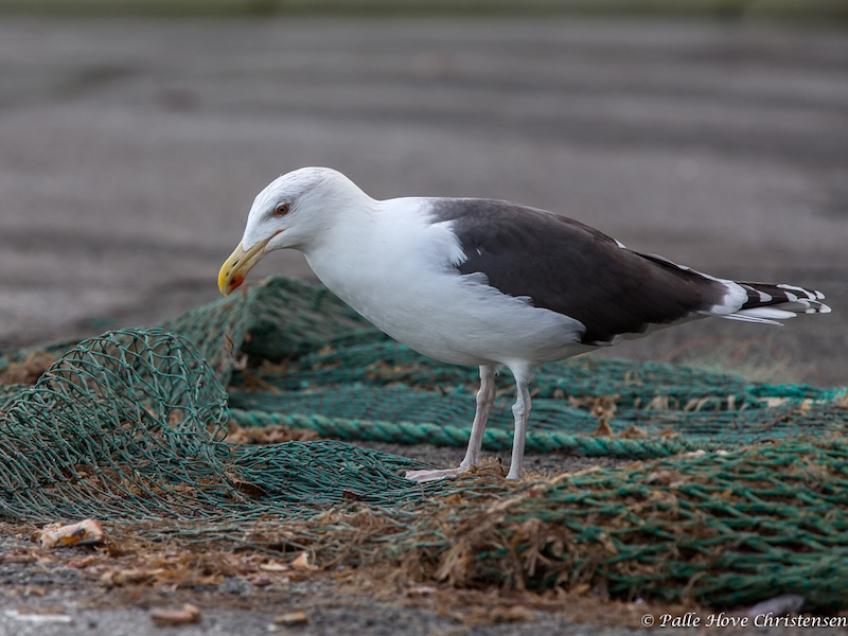 Svartbag, Hirtshals Havn. December 2013