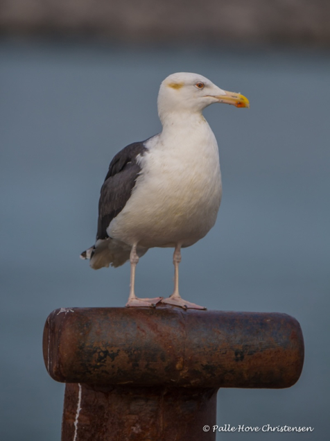 Svartbag, Hirtshals, November 2016