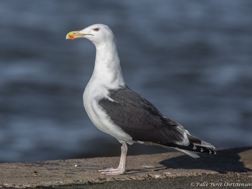 Svartbag, Hirtshals havn, Februar 2014