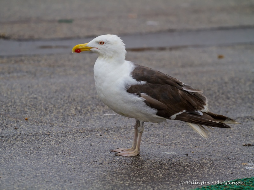 Svartbag, Hirtshals havn, August 2016
