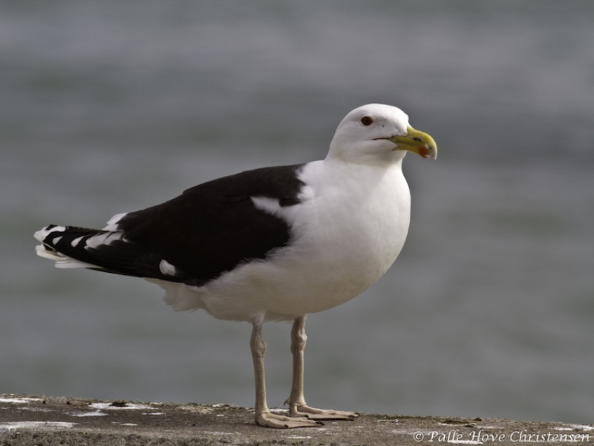 Svartbag, Hirtshals Havn, Maj 2012