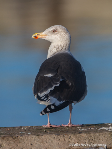 Svartbag, Hirtshals havn, Januar 2015