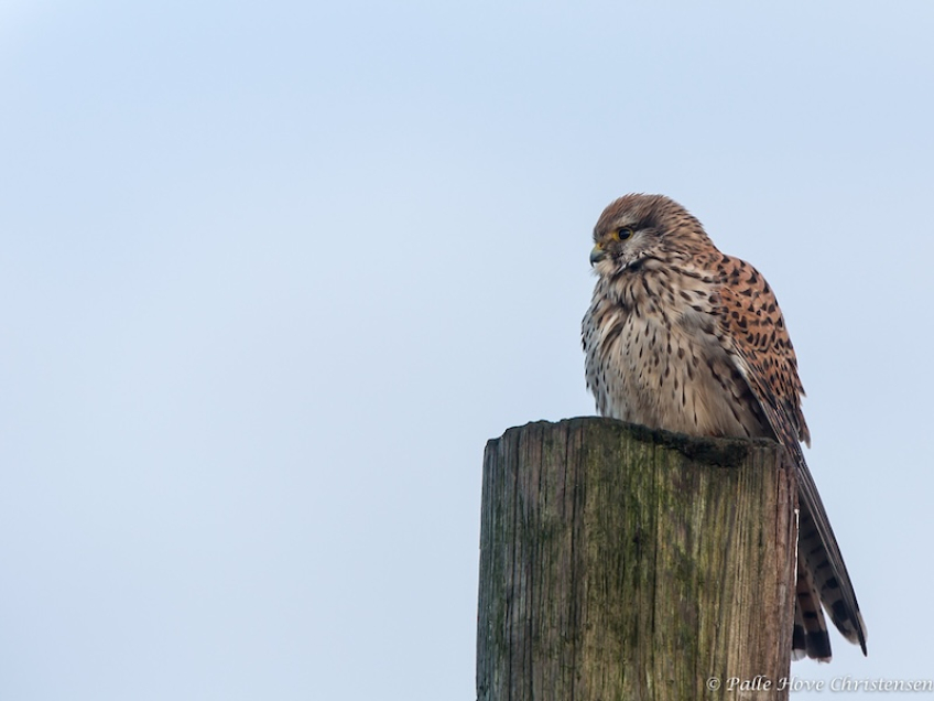 Tårnfalk, Grønvej, Lille Vildmose, Januar 2014