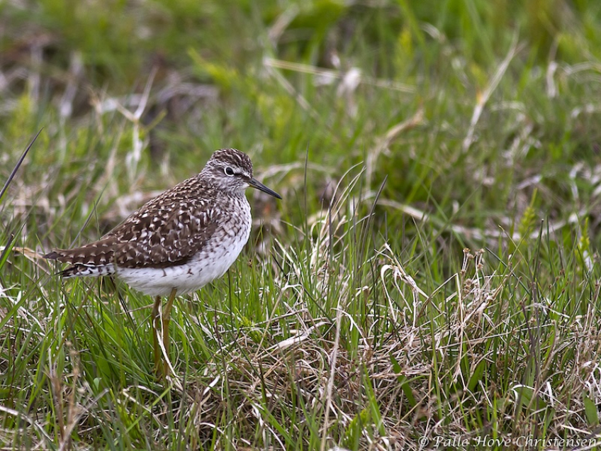 Tinksmed, Hegnsvej, Lille Vildmose, Maj 2011