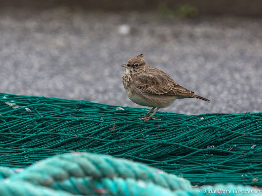 Toplærke, Hirtshals Havn, November 2013