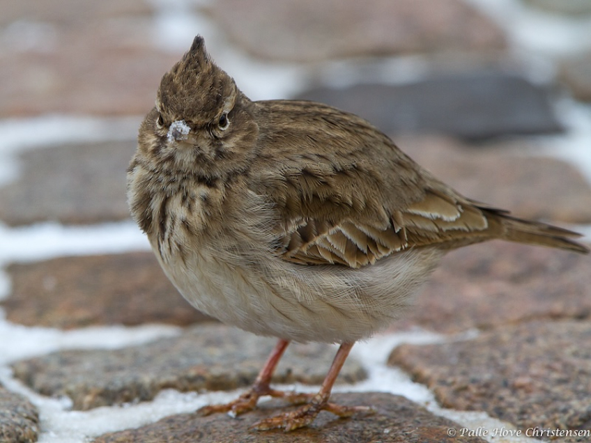 Toplærke, Hirtshals, Januar 2013