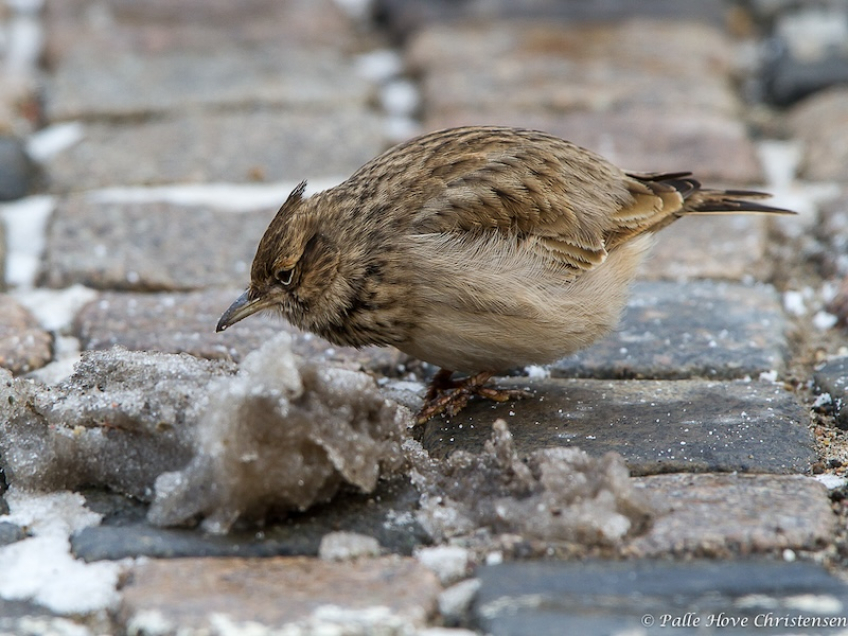 Toplærke, Hirtshals, Januar 2013