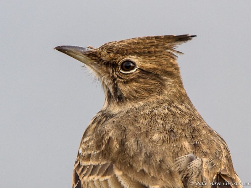 Toplærke, Hirtshals, Februar 2013