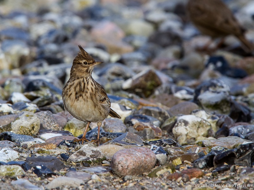 Toplærke, Hirtshals, Februar 2013