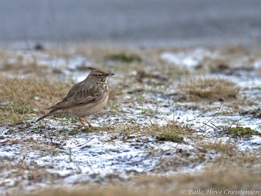Toplærke, Hirtshals, Januar 2011