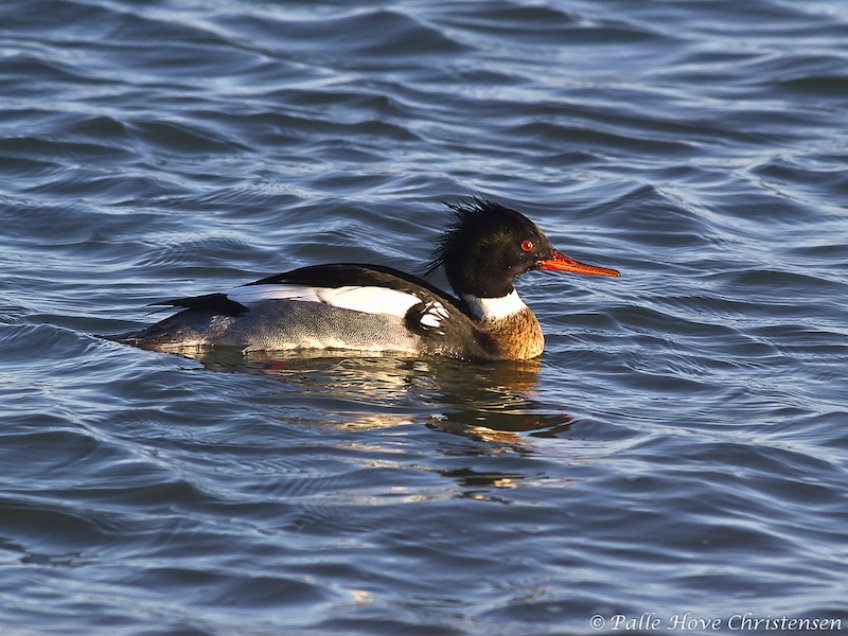 Toppet Skallesluger, Strandby Havn, December 2011