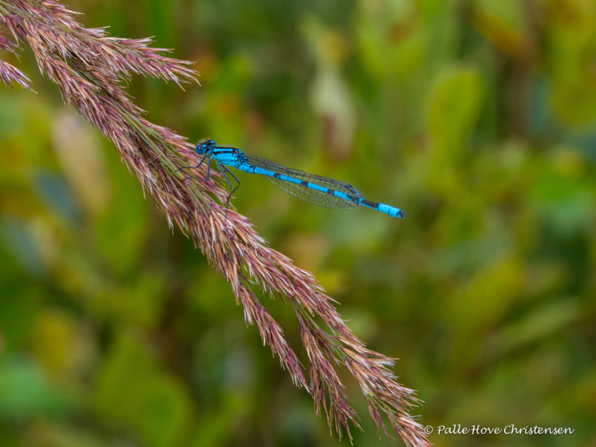 Almindelig Vandnymfe,,Paraplymosen, Lille Vildmose, August 2016