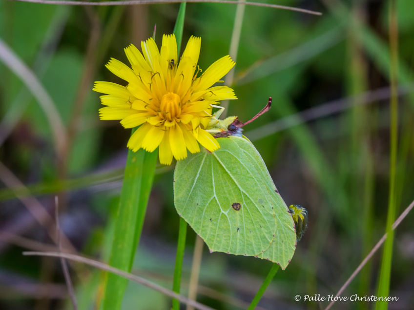 Citronsommerfugl, Paraplymosen, Lille Vildmose, August 2016