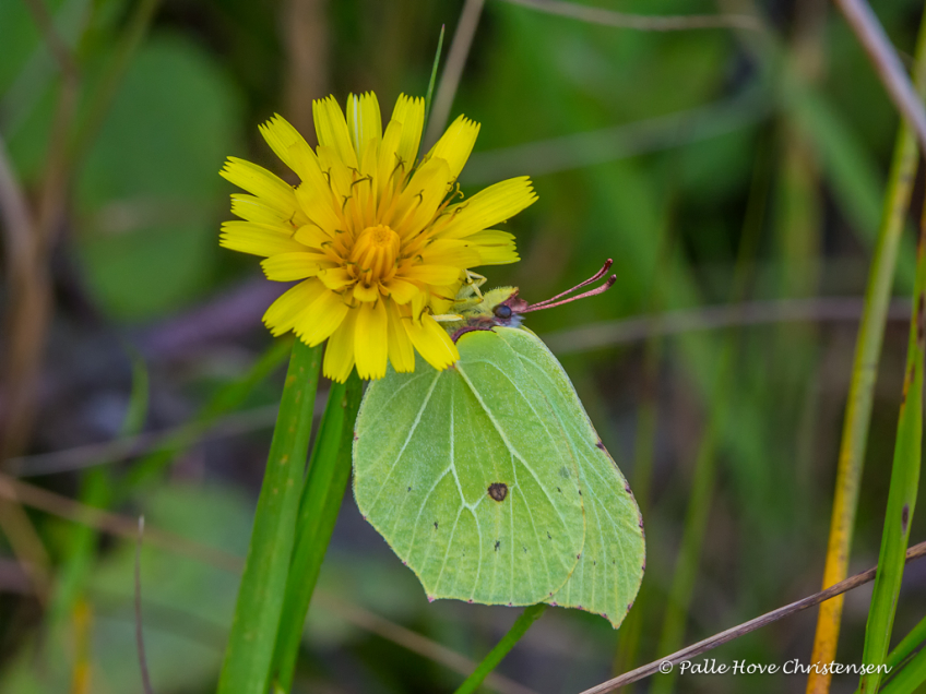 Citronsommerfugl, Paraplymosen, Lille Vildmose, August 2016