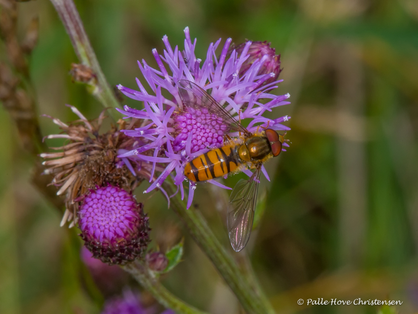 Dobbeltbåndet Svirreflue, Ny Høstemarksvej, Lille Vildmose, Juli 2016