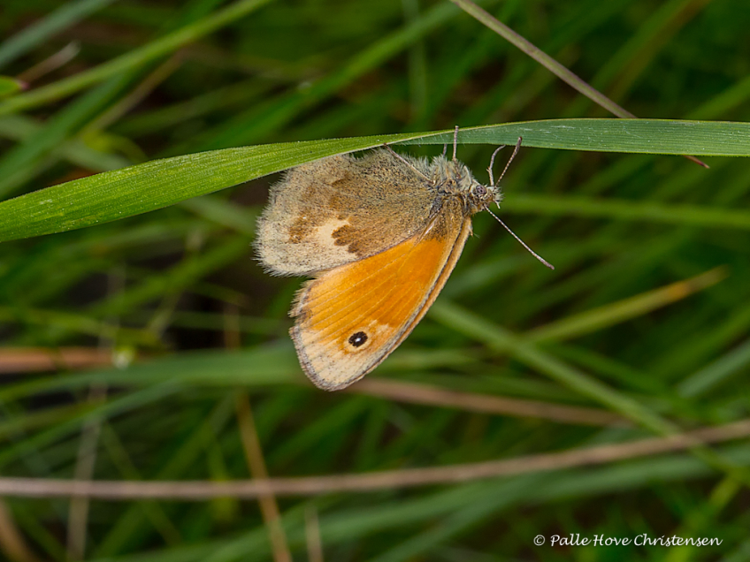 Græsrandøje, Hegnsvej, Lille Vildmose, Juli 2017