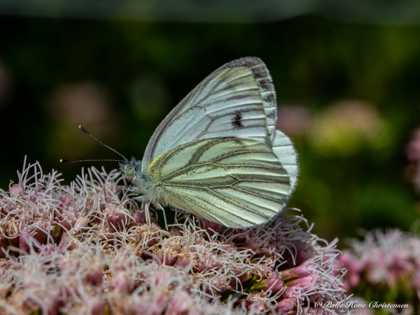 Grønåret Kålsommerfugl, Ny Høstemarksvej, Lille Vildmose, Juli 2018